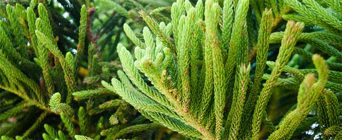 A close-up of the branches and needles of a black spruce tree
