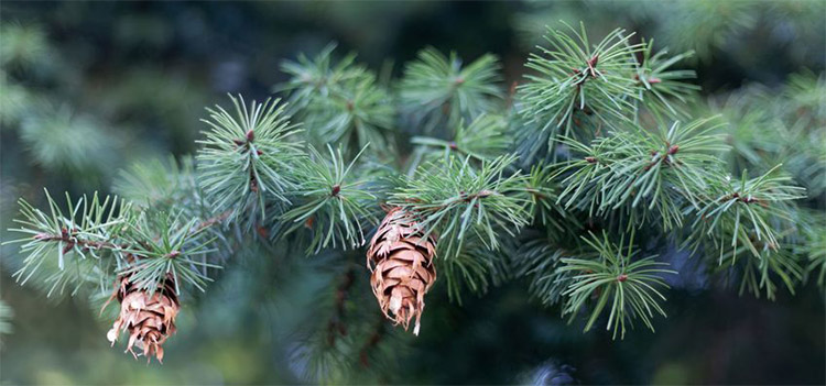Douglas fir branches