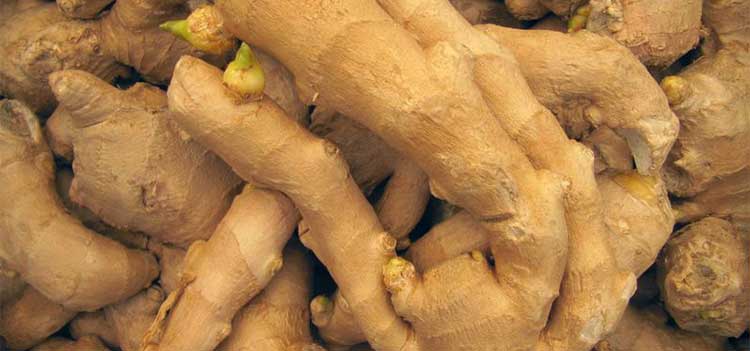 Fresh ginger rhizomes (roots)