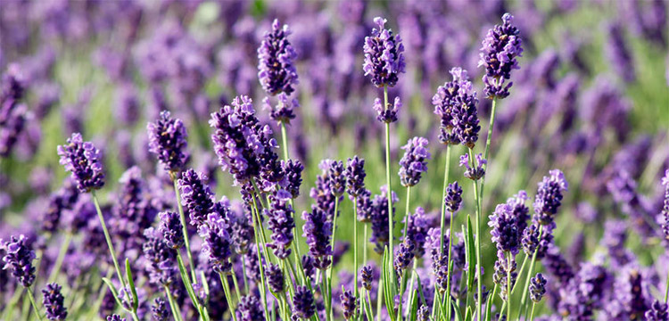 Fresh flowering sprigs of lavender in focus with a lavender field shown in the background