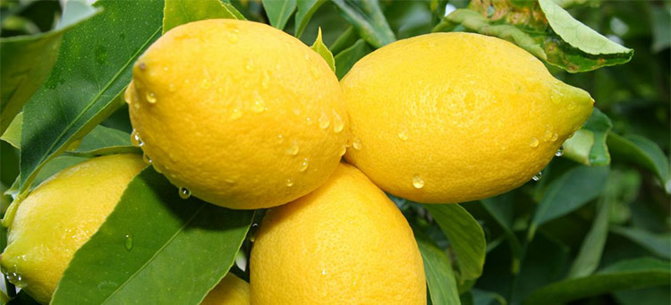 A cluster of vivid yellow lemons hanging from a lemon tree