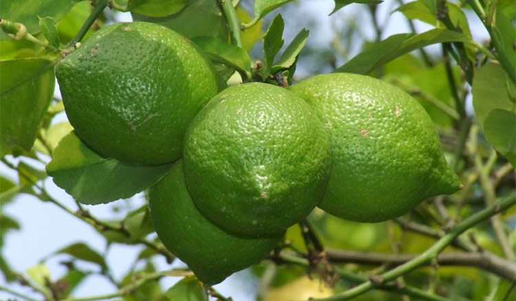 A cluster of limes hanging from a lime tree