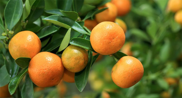 A cluster of mandarins hanging from a mandarin tree