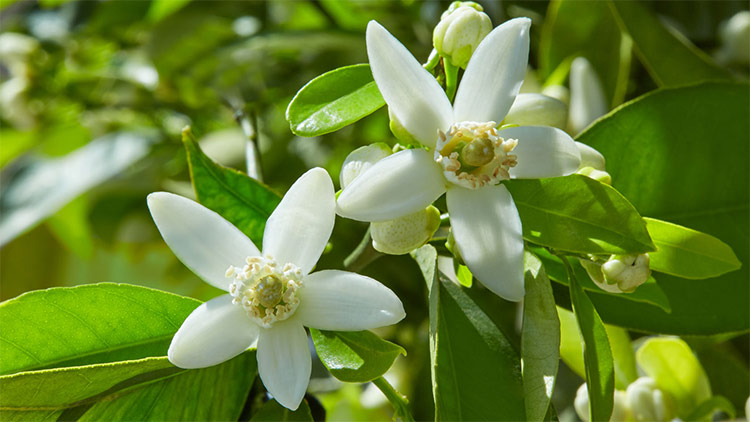Neroli blossoms, each with five petals, blooming on a Citrus aurantium tree