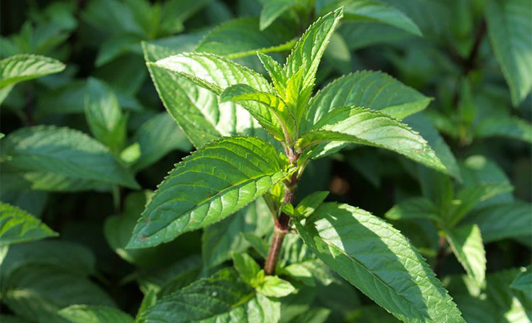 A close-up of fresh sprigs of peppermint growing in a garden