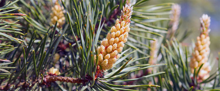 A close-up of Scotch pine branches and needles
