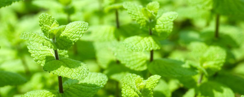 A close-up of fresh sprigs of spearmint growing in a garden