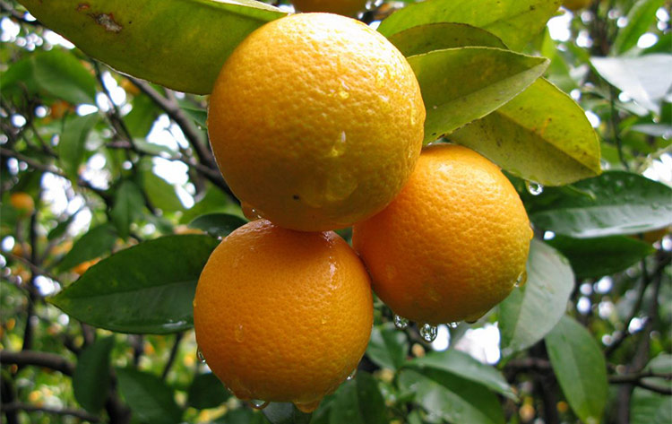 A cluster of oranges hanging from a tree