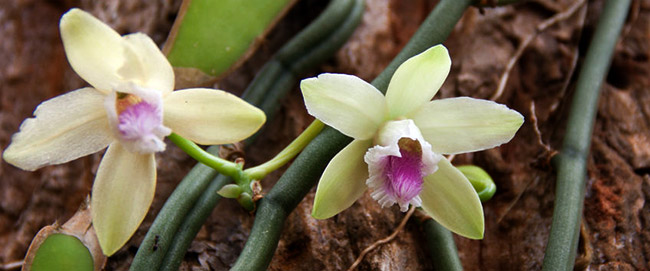 The exquisite flowers of the Vanilla planifolia plant