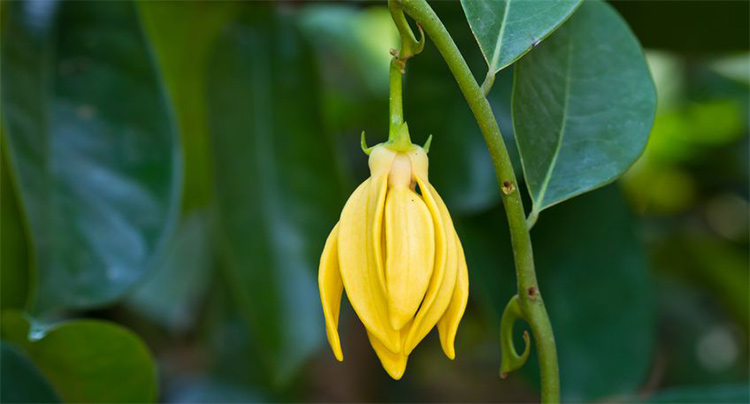 A beautiful yellow ylang ylang blossom hanging from a Cananga odorata var genuina tree