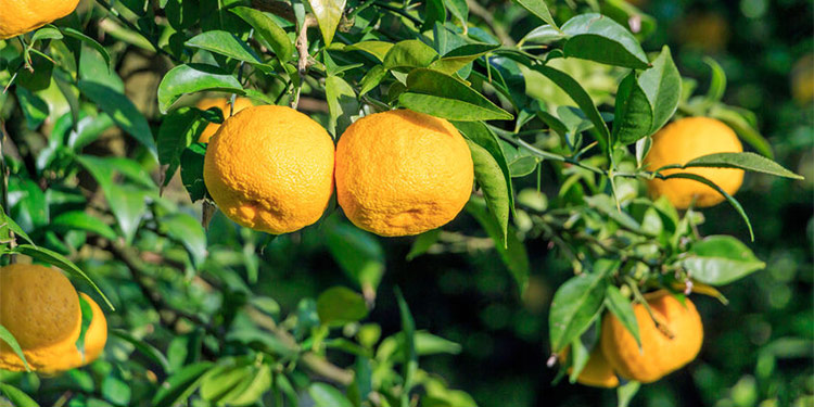 A cluster of orange yuzu fruits hanging from its tree