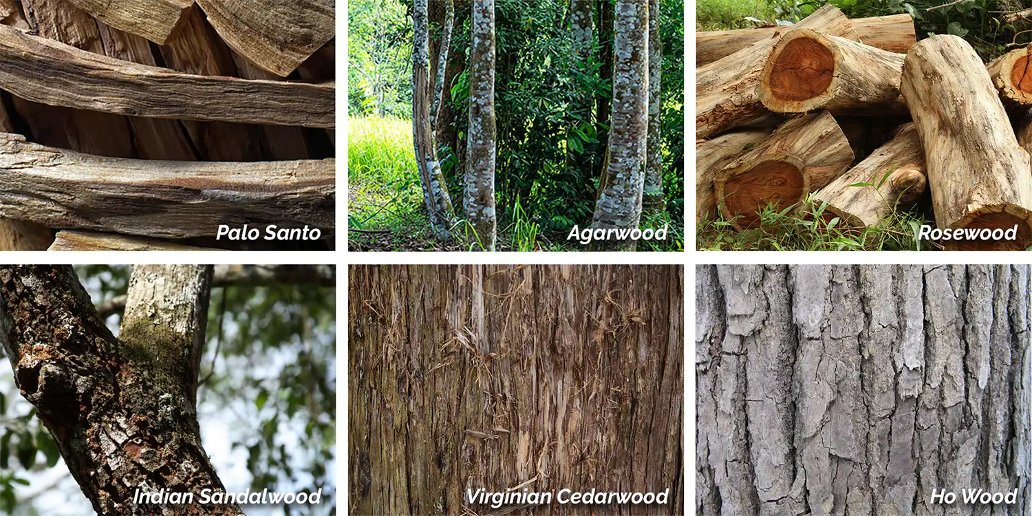 Collage of Trees, Bark and Woods Used to Produce Essential Oils