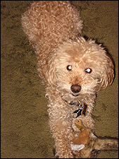 Bailey