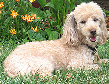 Bailey