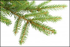 Fir Needles