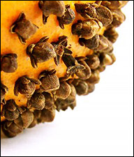 Orange Pomander