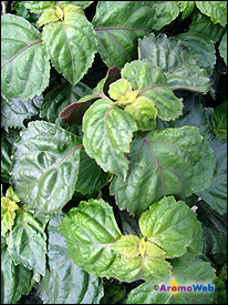 Close-Up of Patchouli Leaves