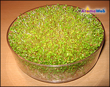 Sprout Tray
