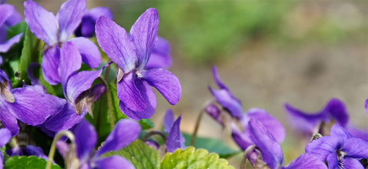 Photo of violets used in the solvent extraction of Violet Leaf Absolute