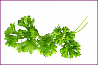 Parsley
