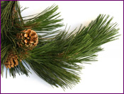 Scotch Pine Closeup