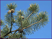 Scotch Pine