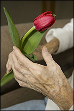 Elderly Woman with Arthritis Holding a Tulip
