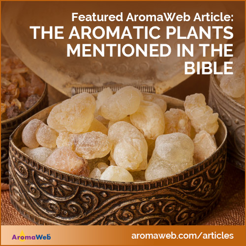 Featured Article: Aromatic Plants of the Bible