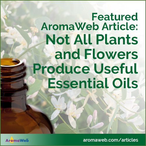 Guide Explaining Why Not All Plants and Flowers Produce Useful Essential Oils