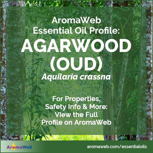 Agarwood (Oud) Essential Oil Profile