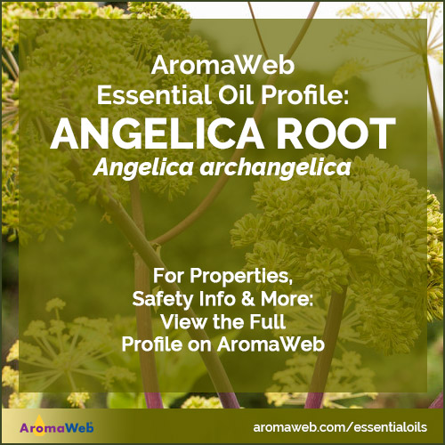 Angelica Root Essential Oil Profile