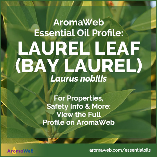 Bay Laurel Essential Oil Profile