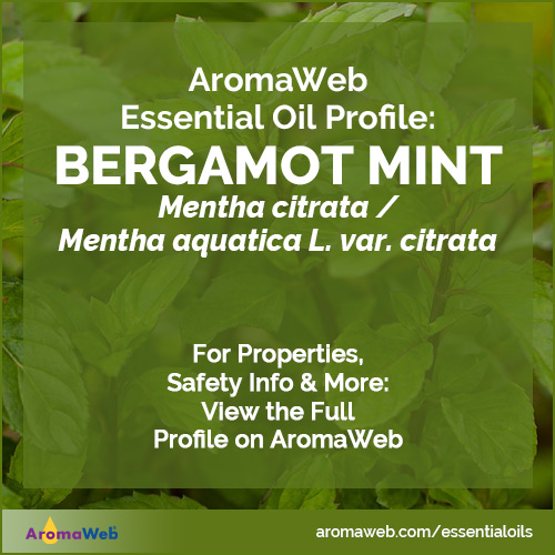 Bergamot Mint Essential Oil Profile