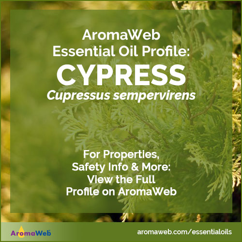 Cypress Essential Oil Profile