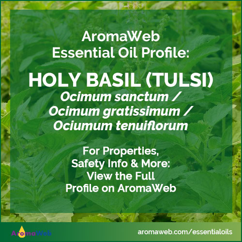 Holy Basil Essential Oil Profile