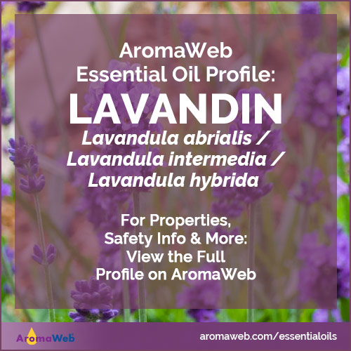 Lavandin Essential Oil Profile