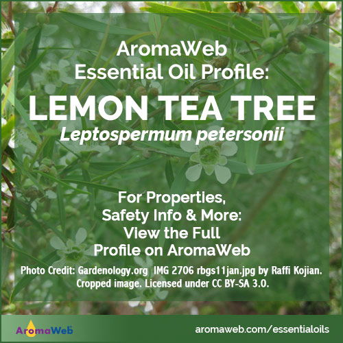 Lemon Tea Tree Essential Oil Profile