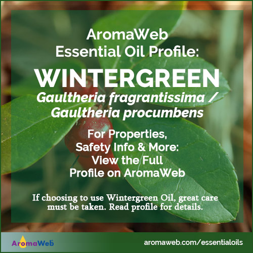 Wintergreen Essential Oil Profile