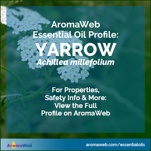 Yarrow Essential Oil Profile