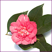 Camellia Flower on Tea Leaves