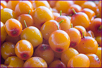 Seabuckthorn Berries