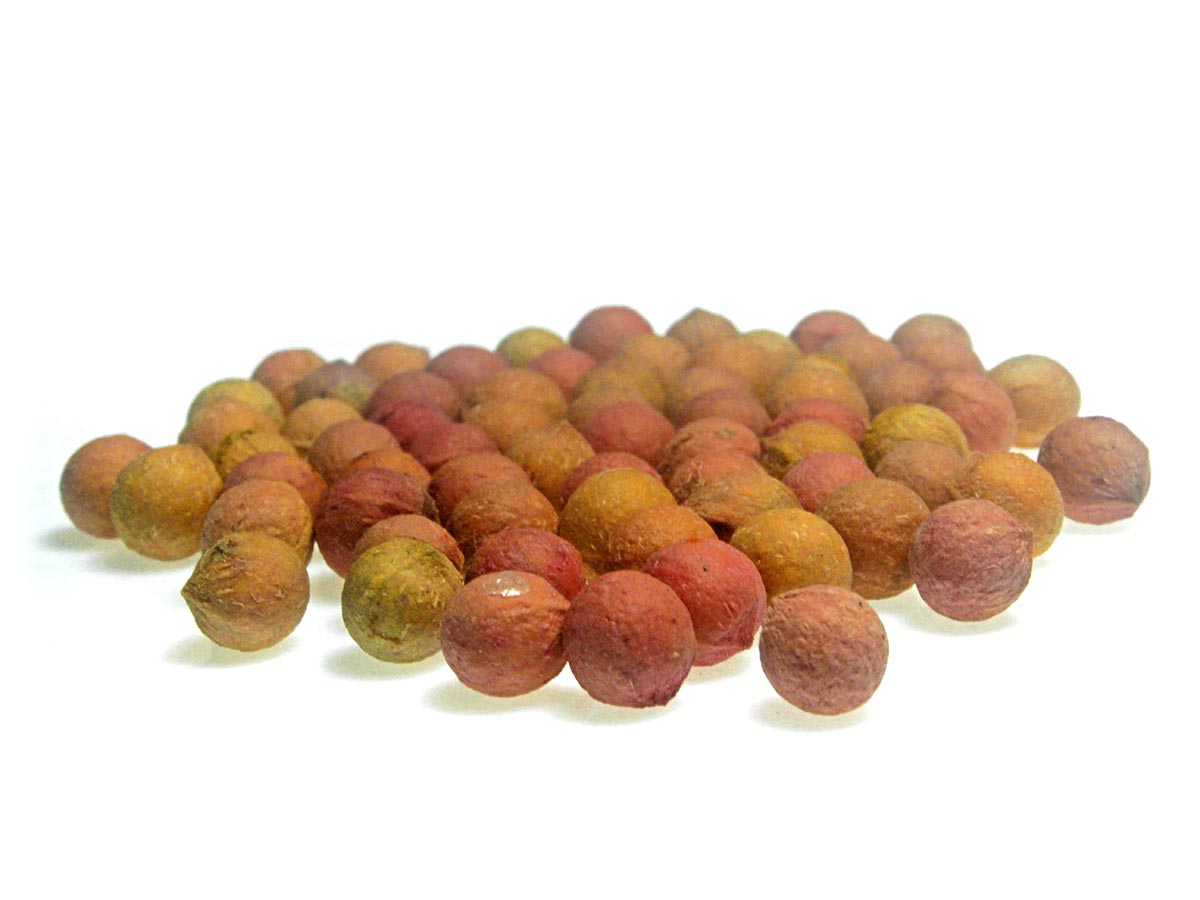 Seeds from the Australian sandalwood tree