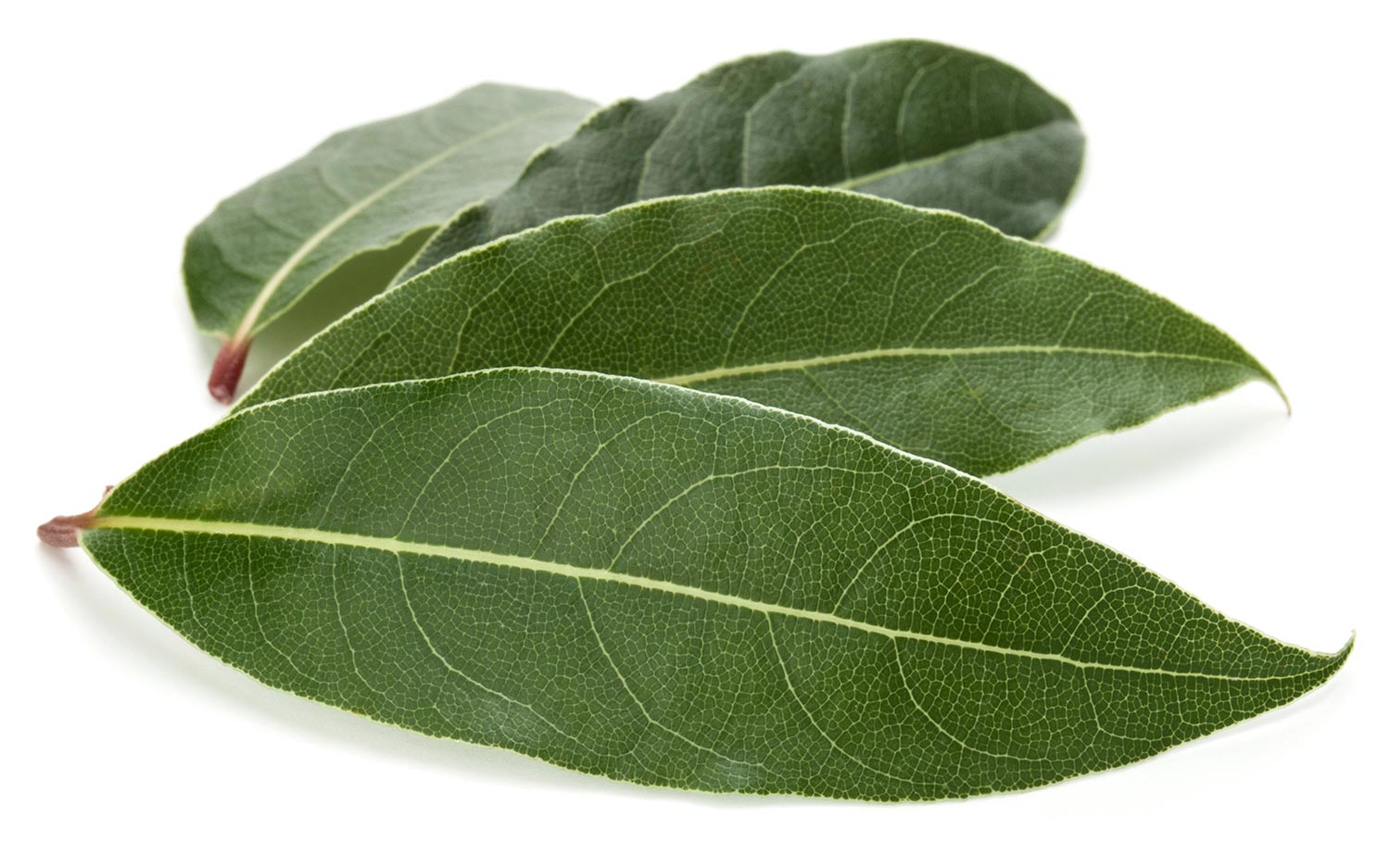 Bay laurel leaves used to produce Bay Laurel (Laurel Leaf) Essential Oil
