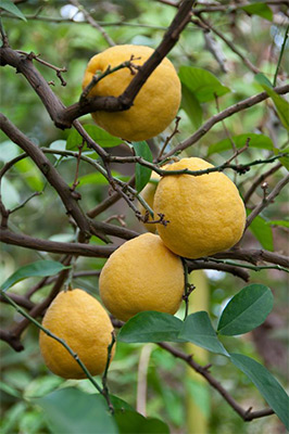 Bergamots Ripening on the Tree. It is the Rhind That is Used to Produce the Oil.
