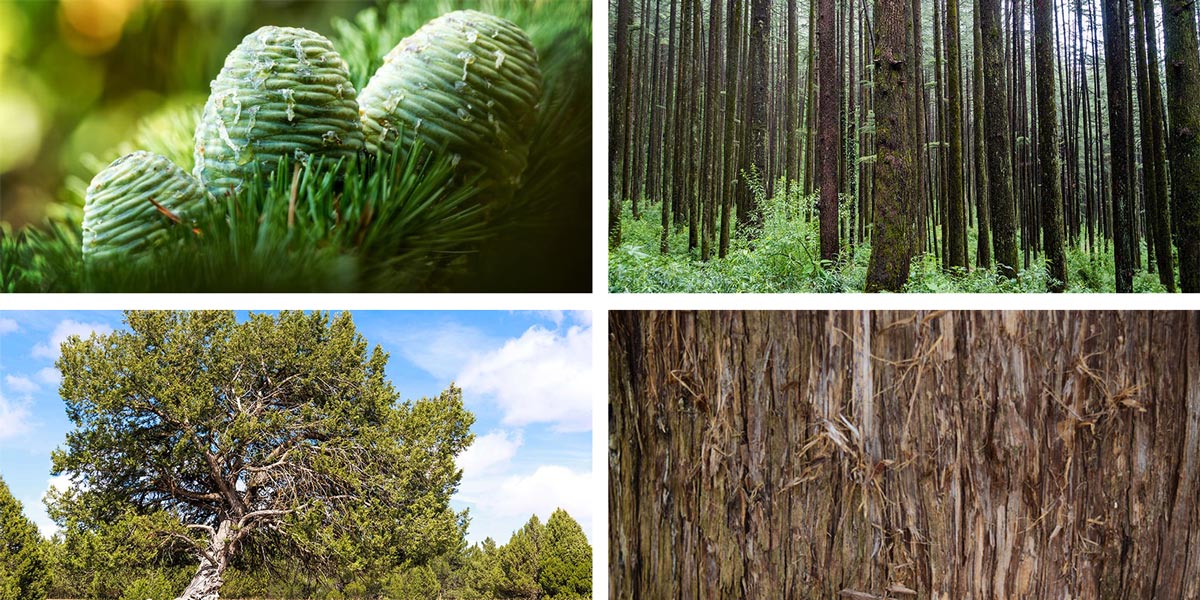 Collage of Atlas, Himalayan, Texas and Virginian Cedarwood