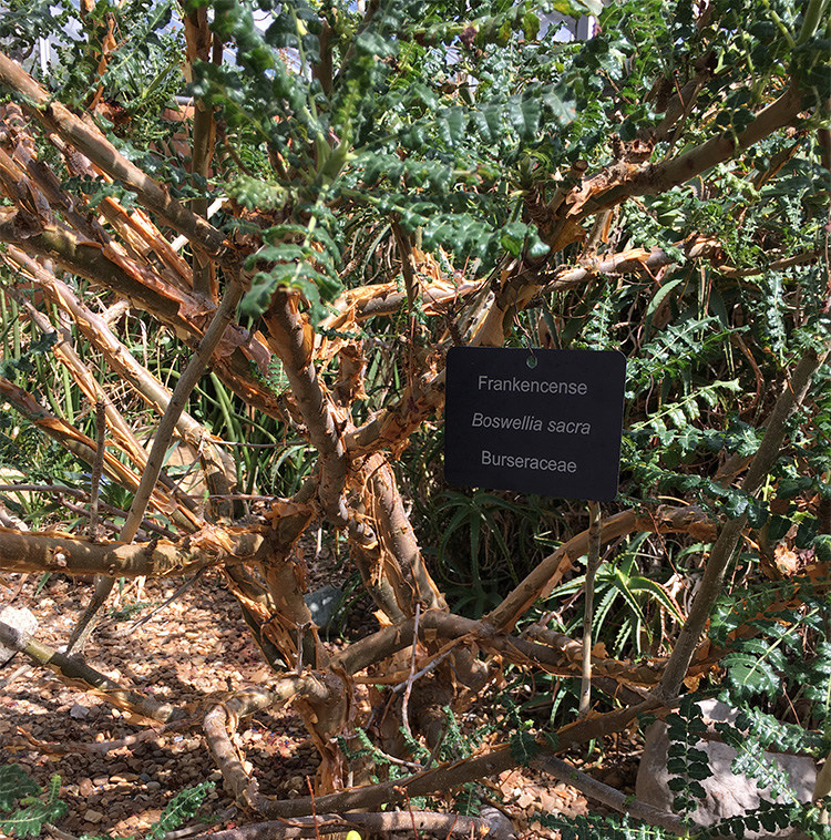 Frankincense (Boswellia Sacra) Tree Located in the Matthaei Botanical Garden Conservatory, University of Michigan (Ann Arbor, MI).