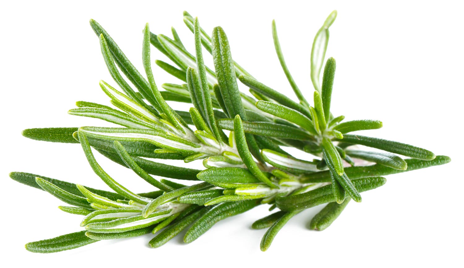 Fresh rosemary used in the production of Rosemary Essential Oil