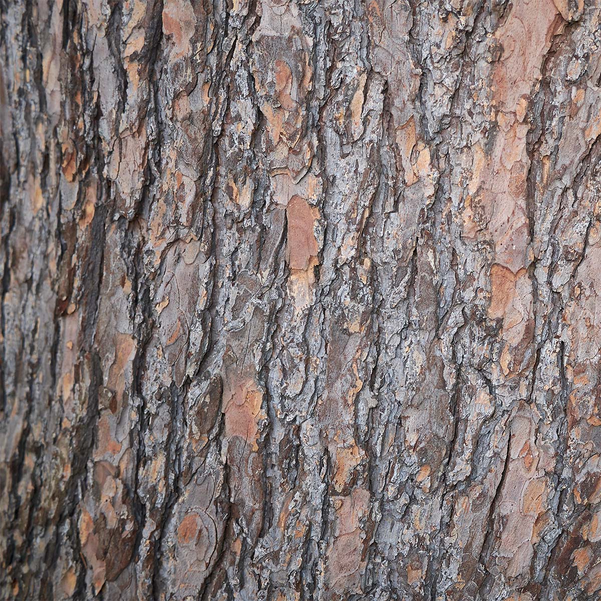 Close-up of the bark of a Himalayan cedarwood tree