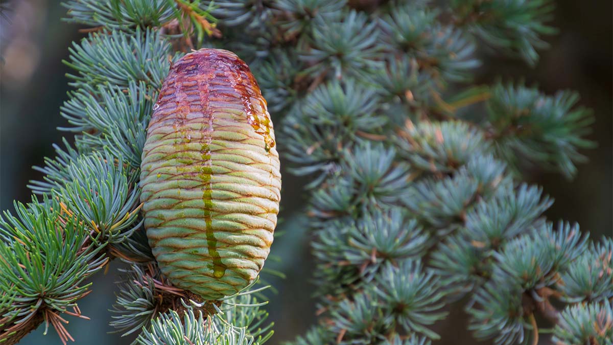 Himalayan Cedarwood Branch