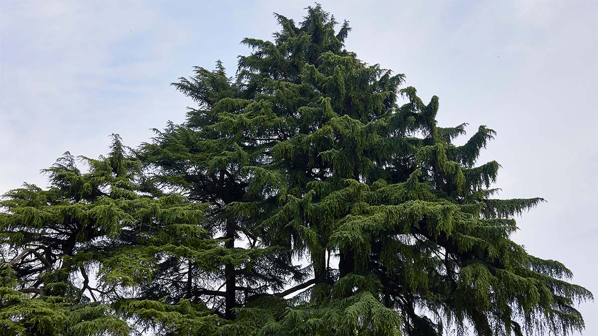 Himalayan Cedarwood Tree